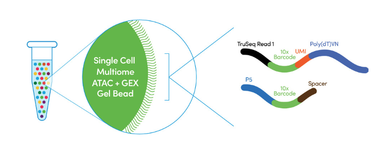 Figure 2. Two types of oligos line a 10x Multiome bead. One contains a poly(dT)VN to bind Poly(A) tails of mRNA transcripts, another a spacer that binds the Tn5-adapted DNA fragments of the scATAC library. (Source: 10x Genomics)