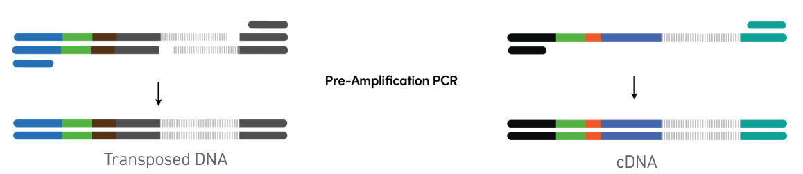 Figure 5. Pooled pre-amplification PCR. (Source: 10x Genomics)