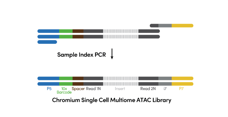 Figure 6. ATAC library construction. (Source: 10x Genomics)