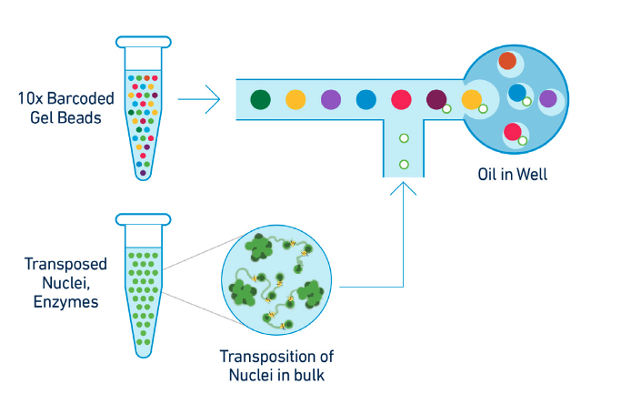 Figure 3. GEM generation protocol. To achieve single nuclei resolution, the nuclei are delivered at a limiting dilution, such that the majority (~90-99%) of generated GEMs contains no nuclei, while the remainder largely contain a single nucleus. (Source: 10x Genomics)