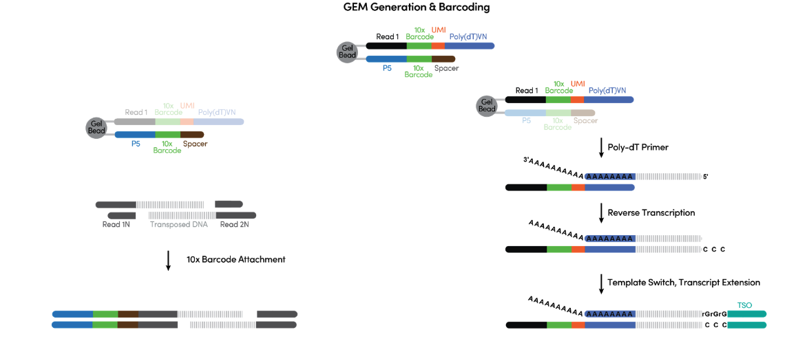 Figure 4. What is happening during the incubation inside individual GEMs. (Source: 10x Genomics)
