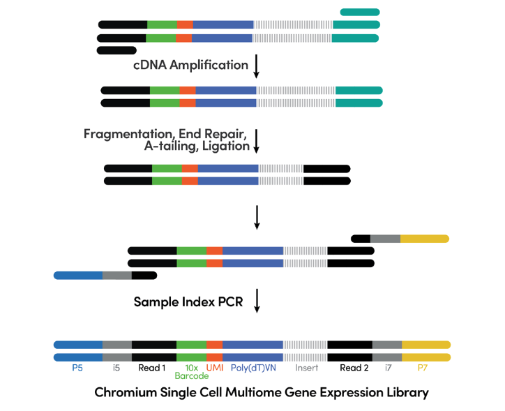 Figure 7. cDNA amplification & gene expression library construction. (Source: 10x Genomics)
