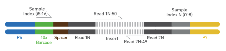 Figure 8. Chromium Single Cell Multiome ATAC library.  (Source: 10x Genomics)