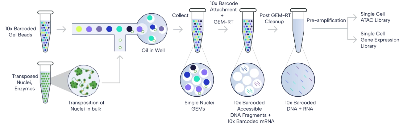 Figure 1. 10x Multiome workflow. The paired ATAC and gene expression libraries are generatred from the isolated nuclei, which are then sequenced. (Source: 10x Genomics)